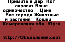 Примите в дар. Кот скрасит Ваше одиночество. › Цена ­ 0 - Все города Животные и растения » Кошки   . Кемеровская обл.,Юрга г.